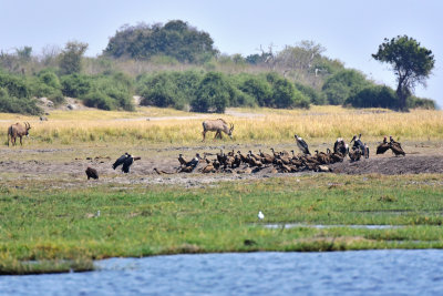 Roan Antelope, Maribou Storks & Vultures