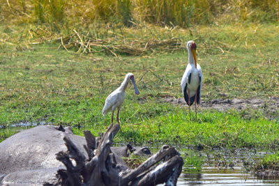 African Spoonbill, Yellow-billed Stork & Hippo