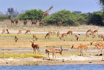 Giraffe, Kudu & Impala - An African Tableau