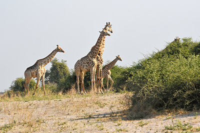 Giraffes