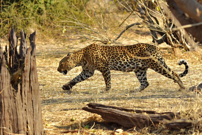 Leopard on the move