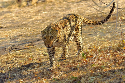 Leopard just before charging us