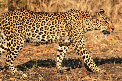 Leopard on the move