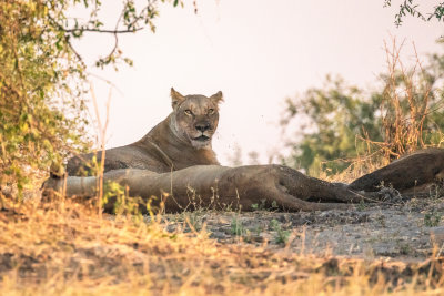 Female Lions