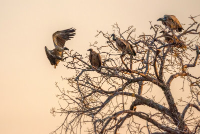 Vultures  Roosting