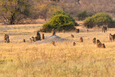 Baboons migrating