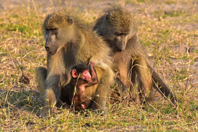 Baboon Family