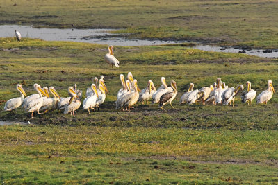 Great White Pelicans