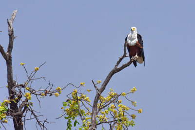 African Fish-Eagle