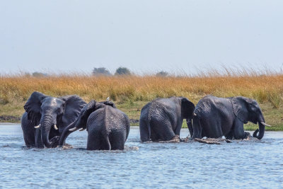 Elephants fording the Chobe River