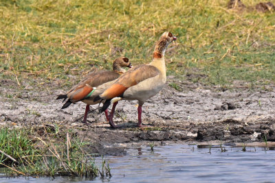 Egyptian Geese