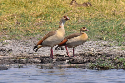 Egyptian Geese