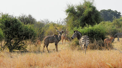 Kudu, Zebras & Impala