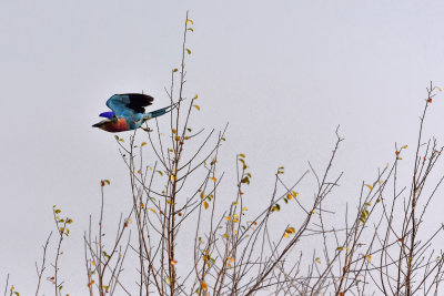 Lilac-breasted Roller in flight