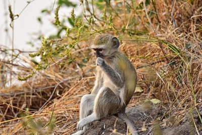 Vervet Monkey