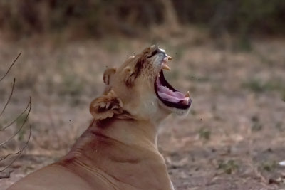 Lion Yawn (female)