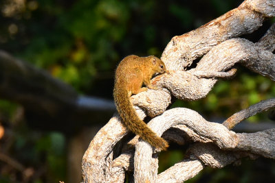 Tree Squirrel