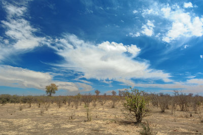 Dry Scrub Vista