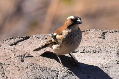 Cape Sparrow