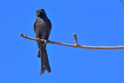 Tawny Eagle