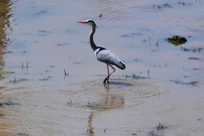 Grey Heron