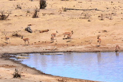 Impala & Crocs at the Pan