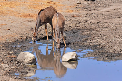 Kudu watering