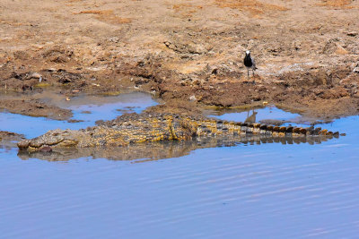 Croc & Bird