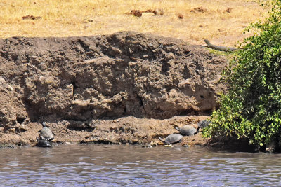 Five Terrapins & a Monitor Lizard