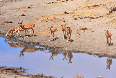 Impala watering