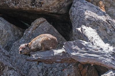 Hyrax