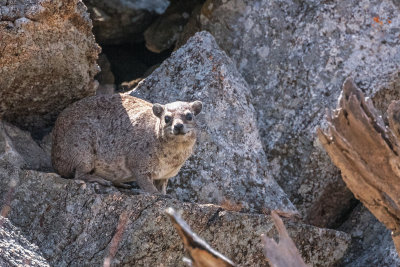 Hyrax