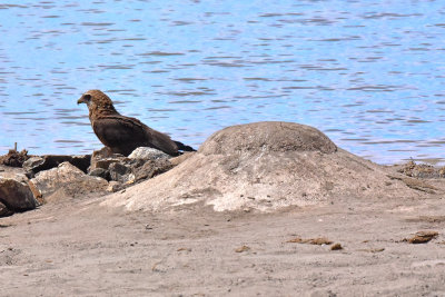 Tawny Eagle