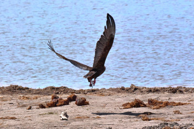 Tawny Eagle