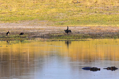 African Darter & Spur-Winged Geese