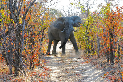 First Hwange Elephant