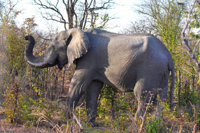 First Hwange Elephant