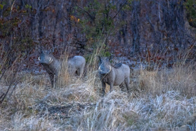 Warthogs