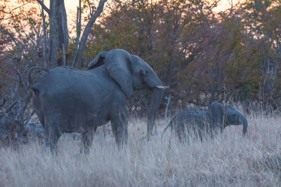 Elephants at Sunset