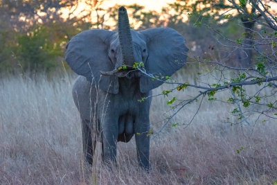 Giving us The Trunk