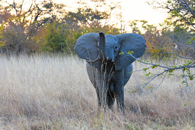 Giving us The Trunk