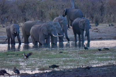 Elephants at Sunset