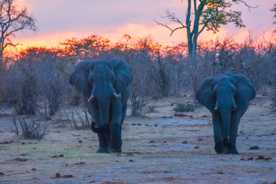 Elephants at Sunset