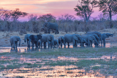 Elephants at Sunset