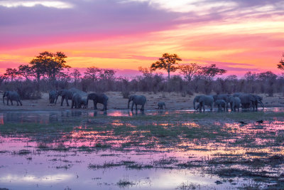 Elephants at Sunset