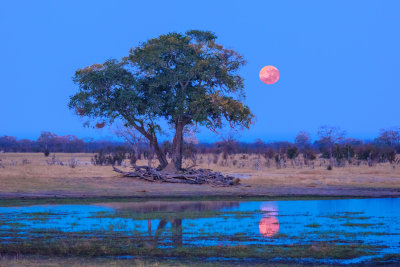 Full Moon setting at Dawn - Camp Hwange