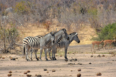 Zebras