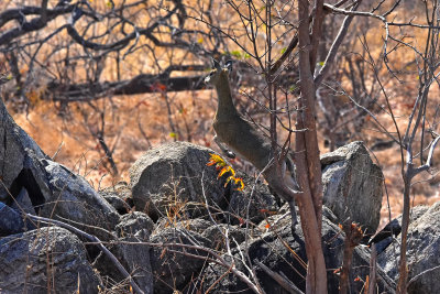 Klipspringer