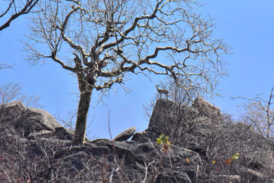 Klipspringer