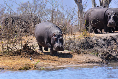 Hippo Rush